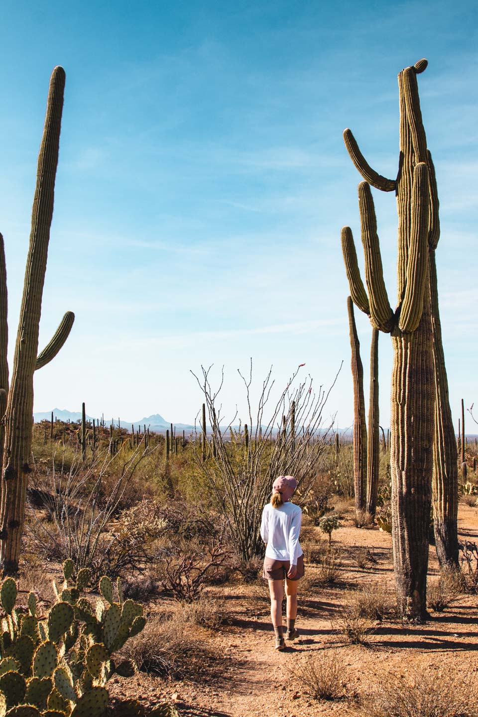 Saguaro National Park, Arizona