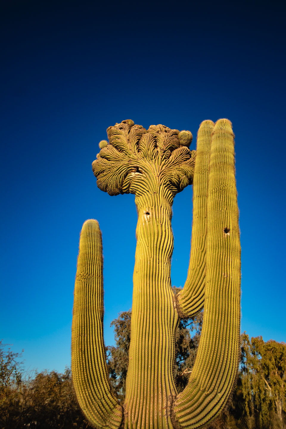 Saguaro National Park, Arizona