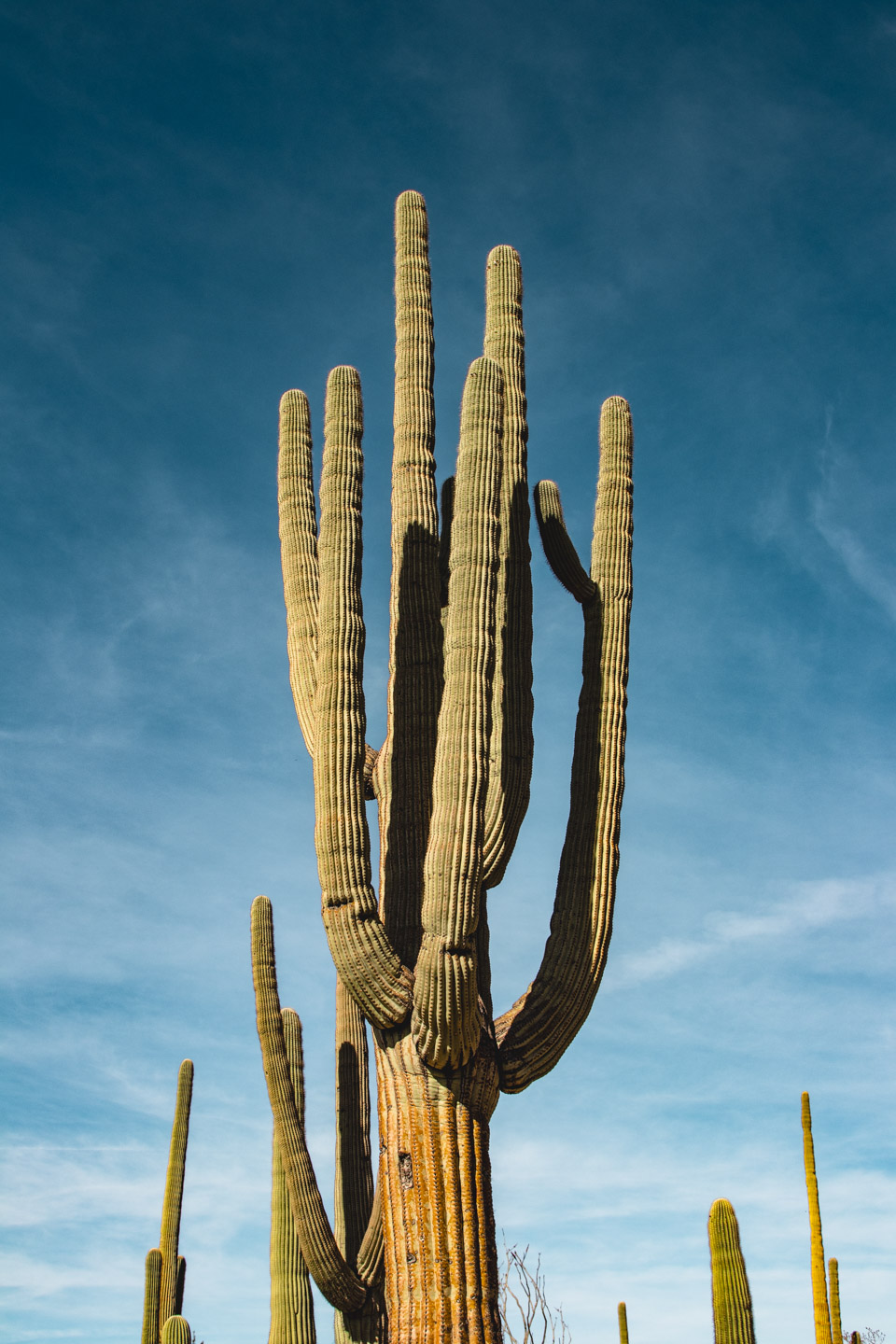 Park Narodowy Saguaro, Arizona