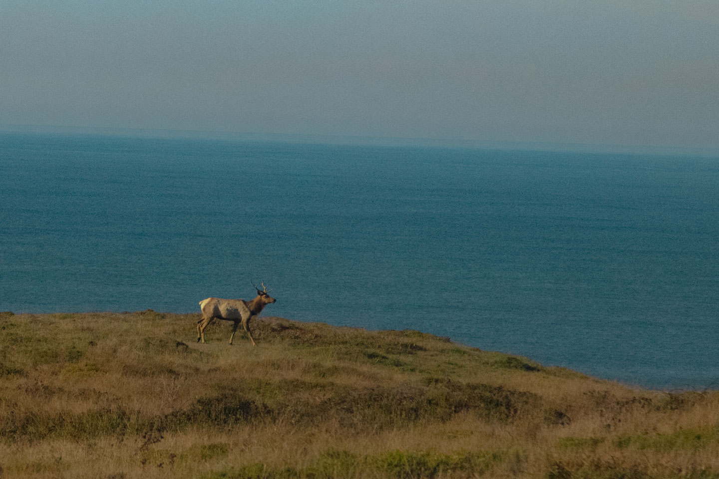 Elk roam free on Tomales Point