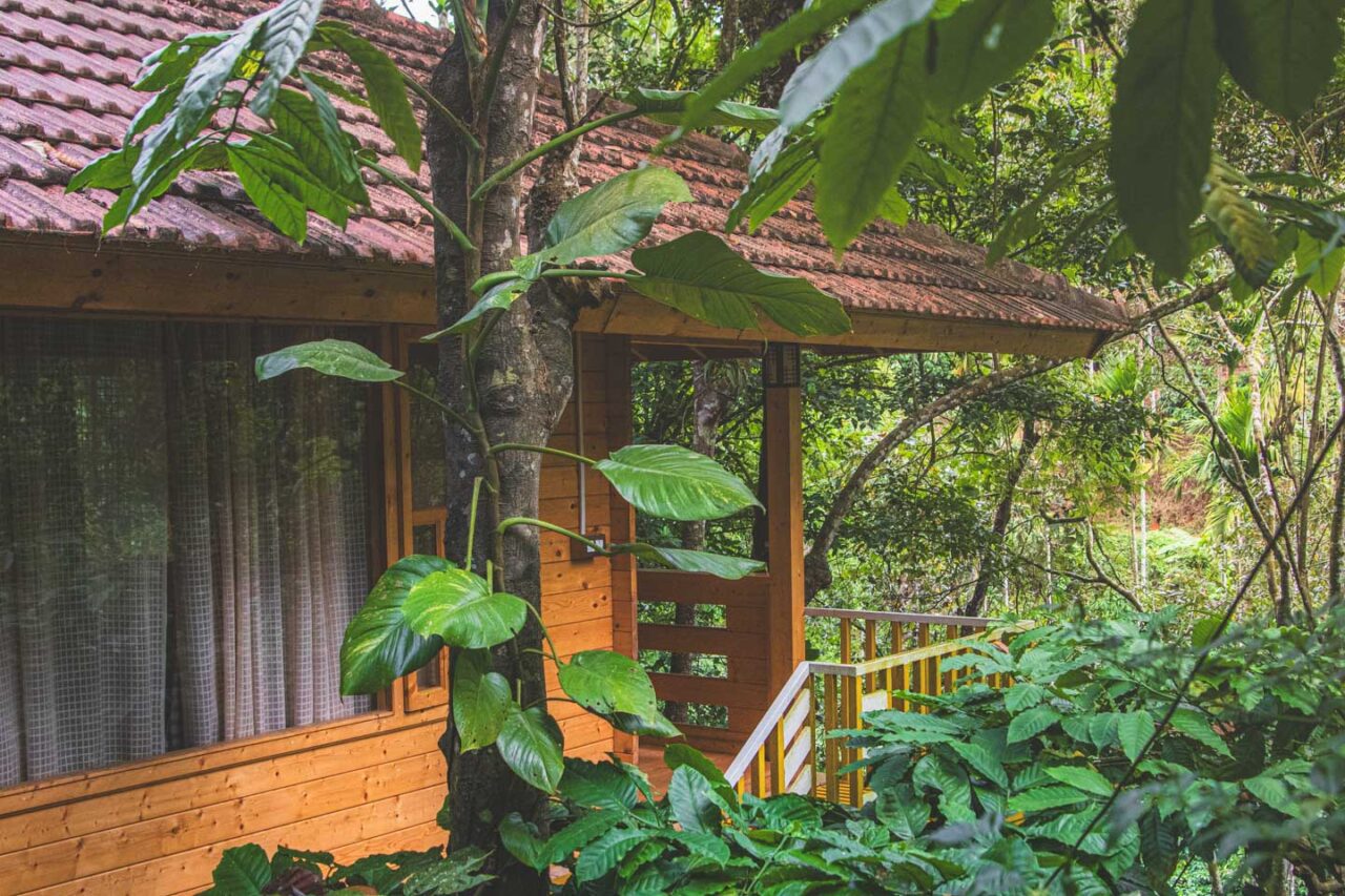 Widok bambusowego domku na drzewie pośród tropikalnej zieleni w Wayanad