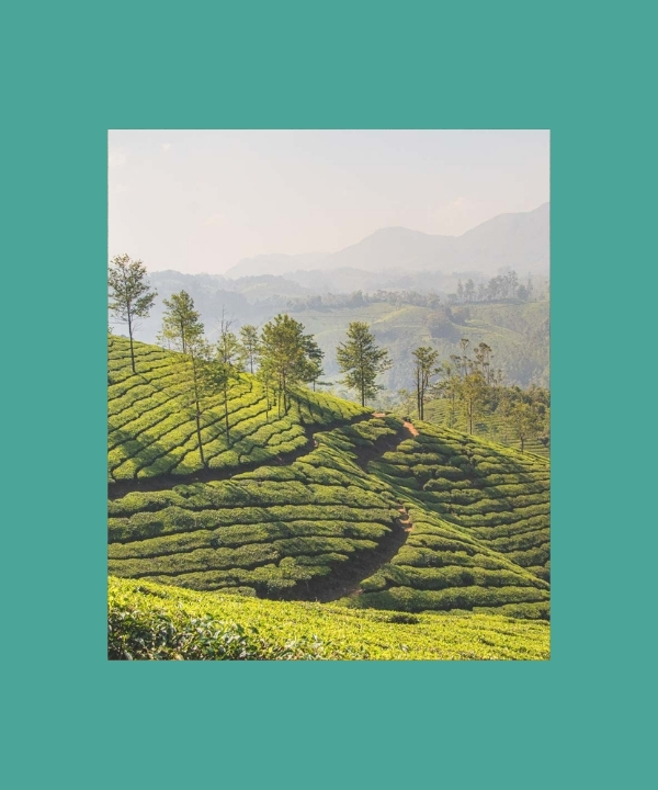 Wzgórza Munnar - cisza i herbata