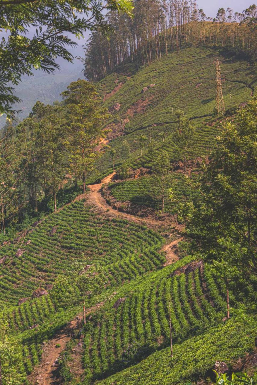 Paths between Munnar's tea terraces. Every turn smells of greenery, silence, and a breath different from everyday life.