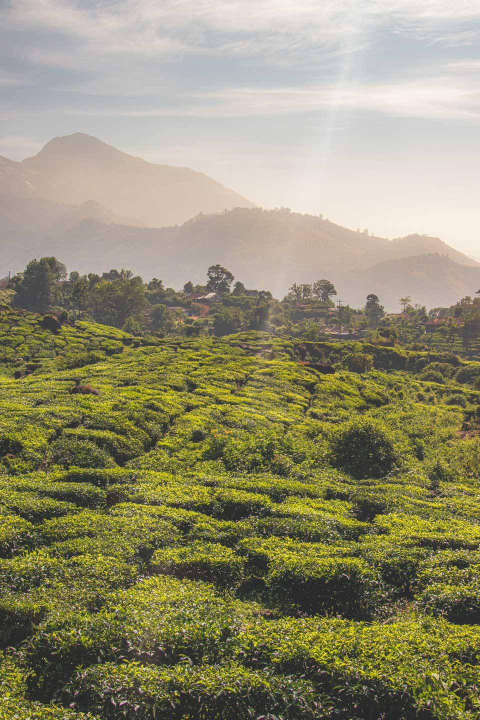 Kiedy jechać do Indii?