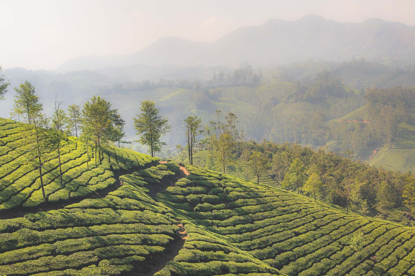 Południowe Indie: Zobacz, poczuj, posmakuj