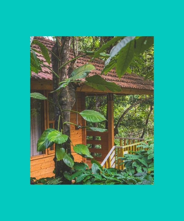 Wayanad, Kerala - safari ze słoniami