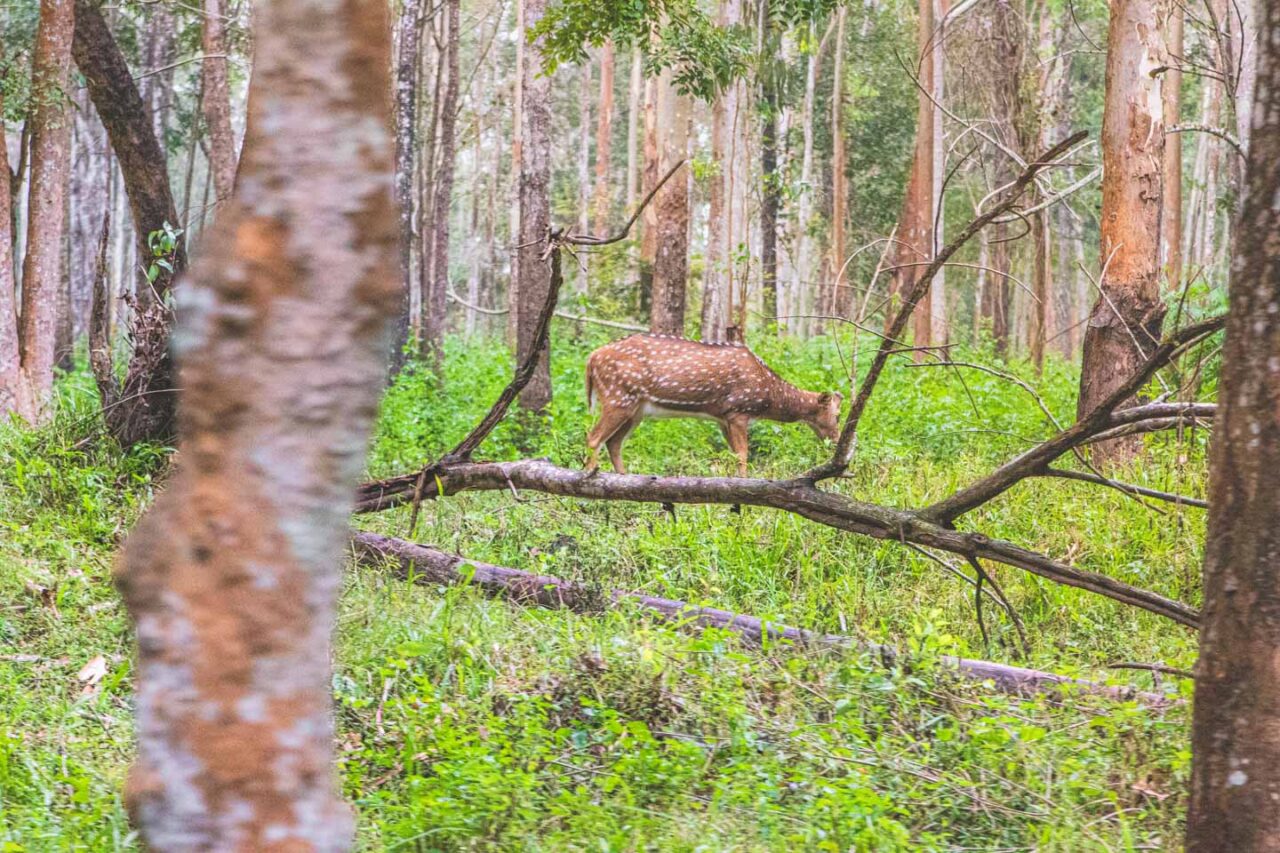 Sarna w gęstym zielonym lesie w Wayanad, Kerala – uchwycona podczas porannego safari.