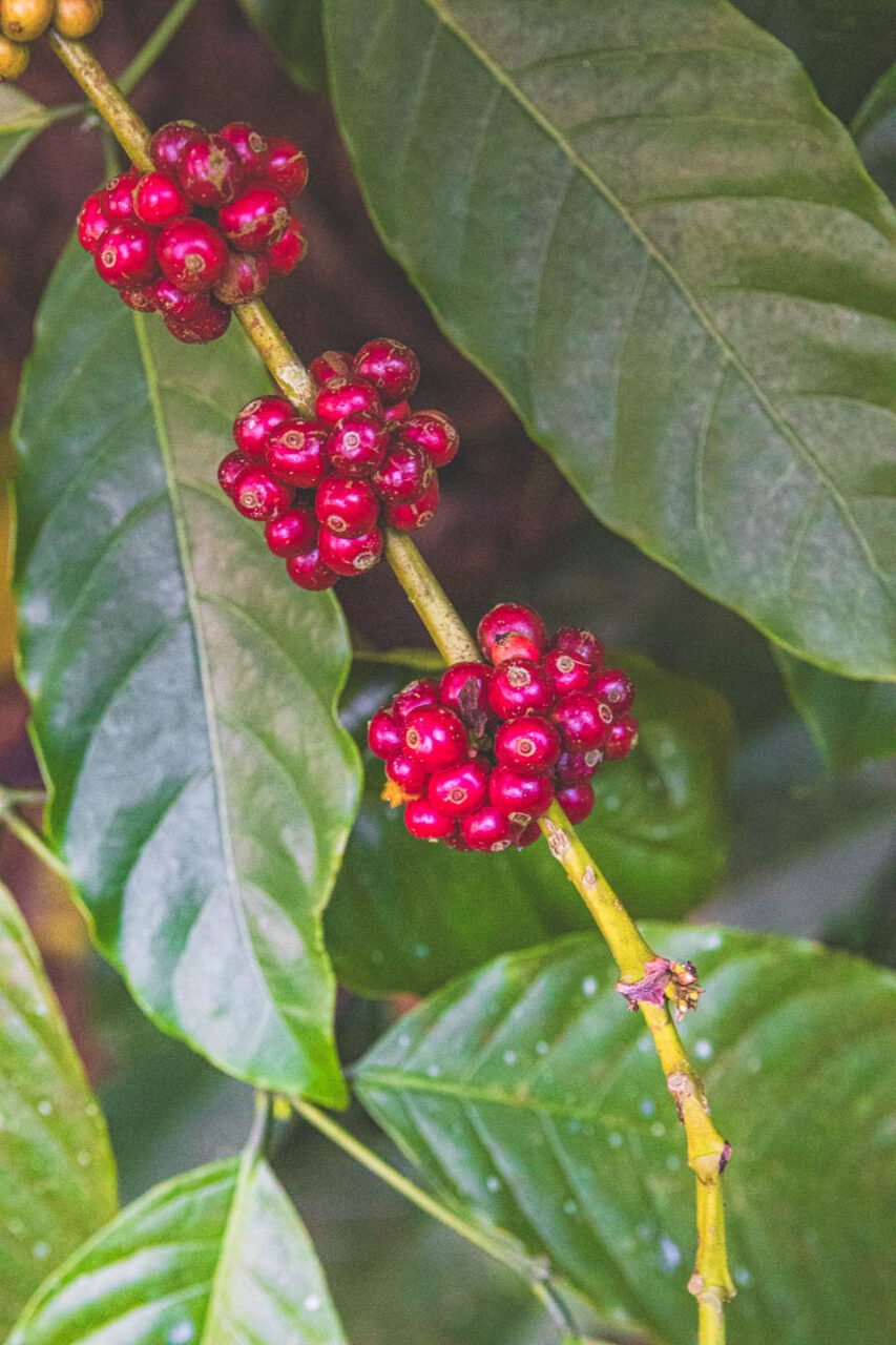 Close-up of red coffee cherries growing on a branch, surrounded by large green leaves – coffee plantation in Wayanad, Kerala.