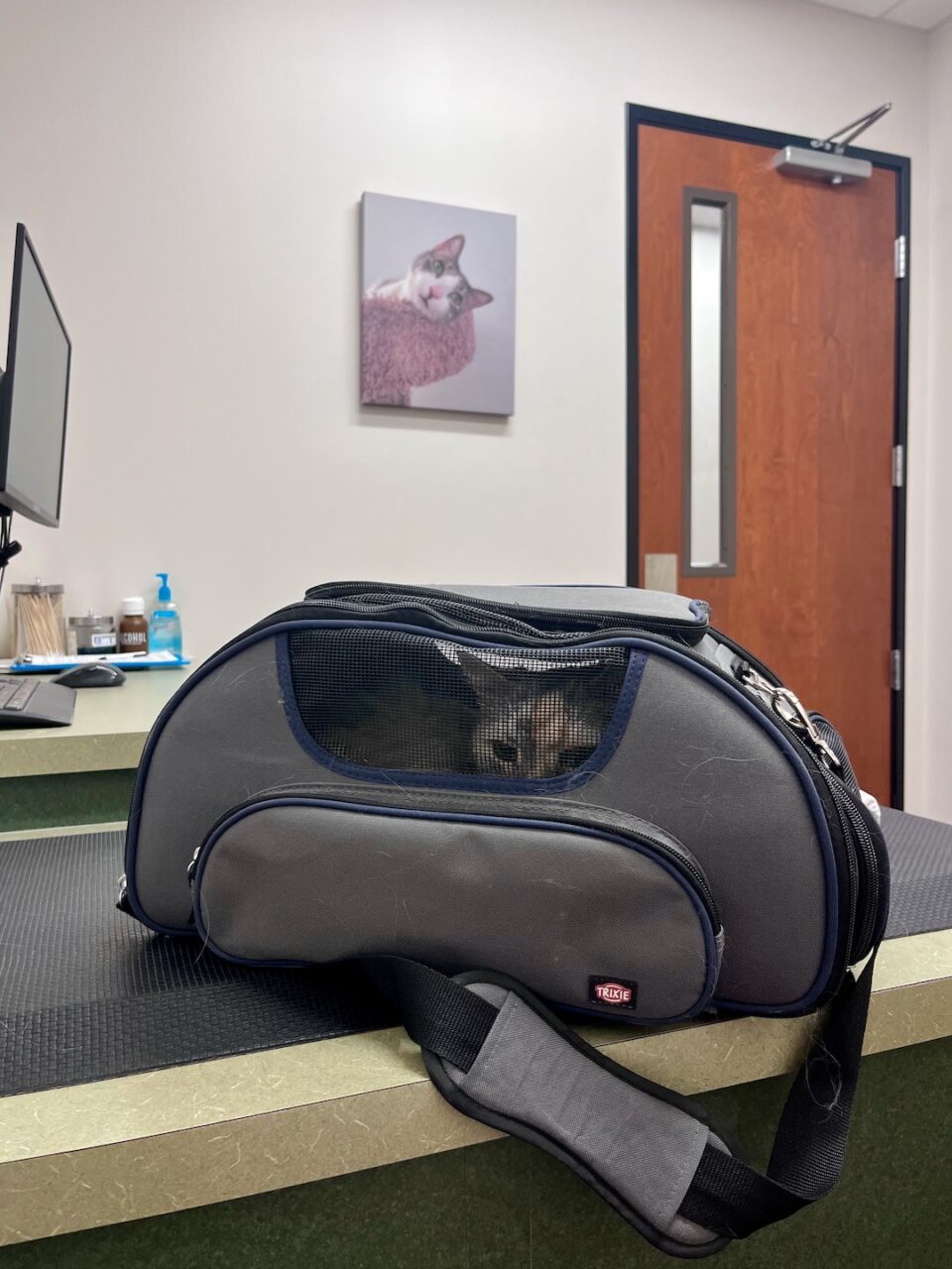 At the vet’s office: the cat looked offended, and my wallet quietly wept.