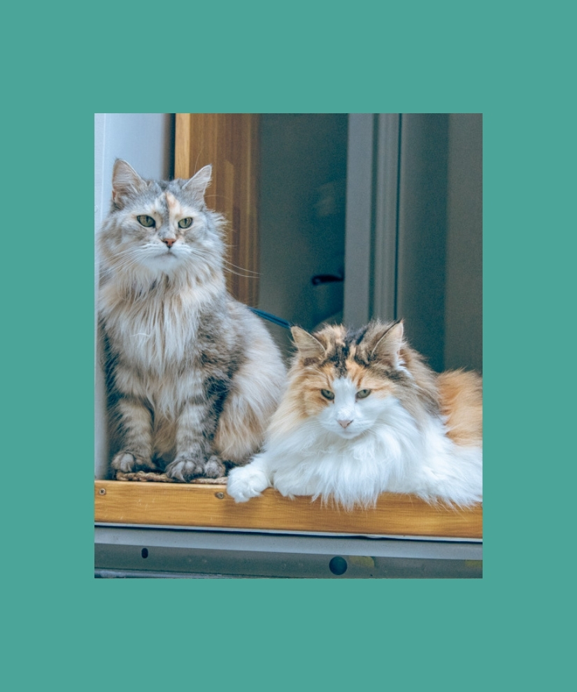 Traveling with a Cat in a Campervan